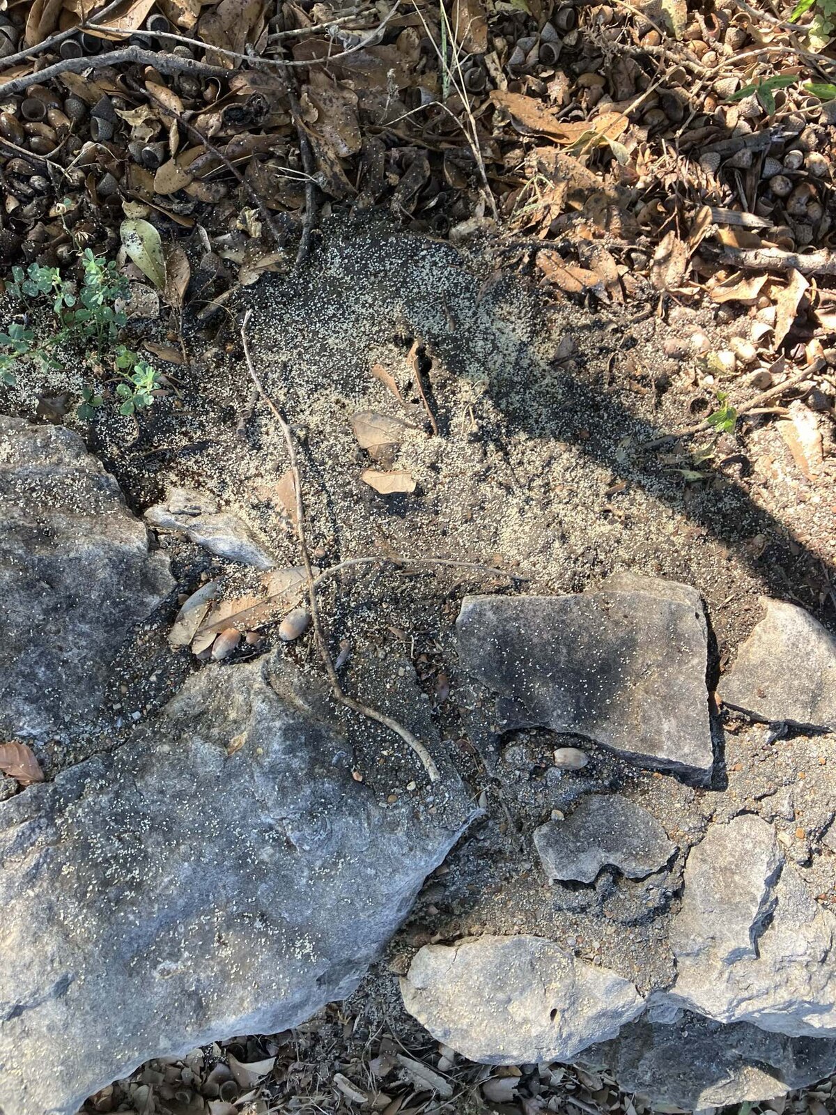 Ant Trail — Exterior Foundation