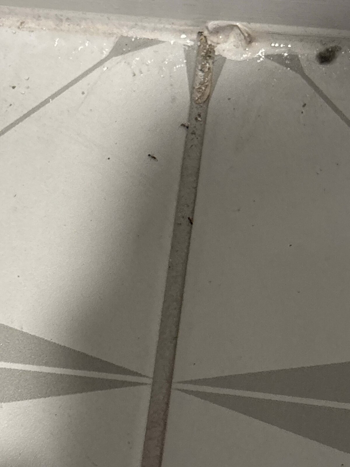 Ants Entering Through Tile Crack
