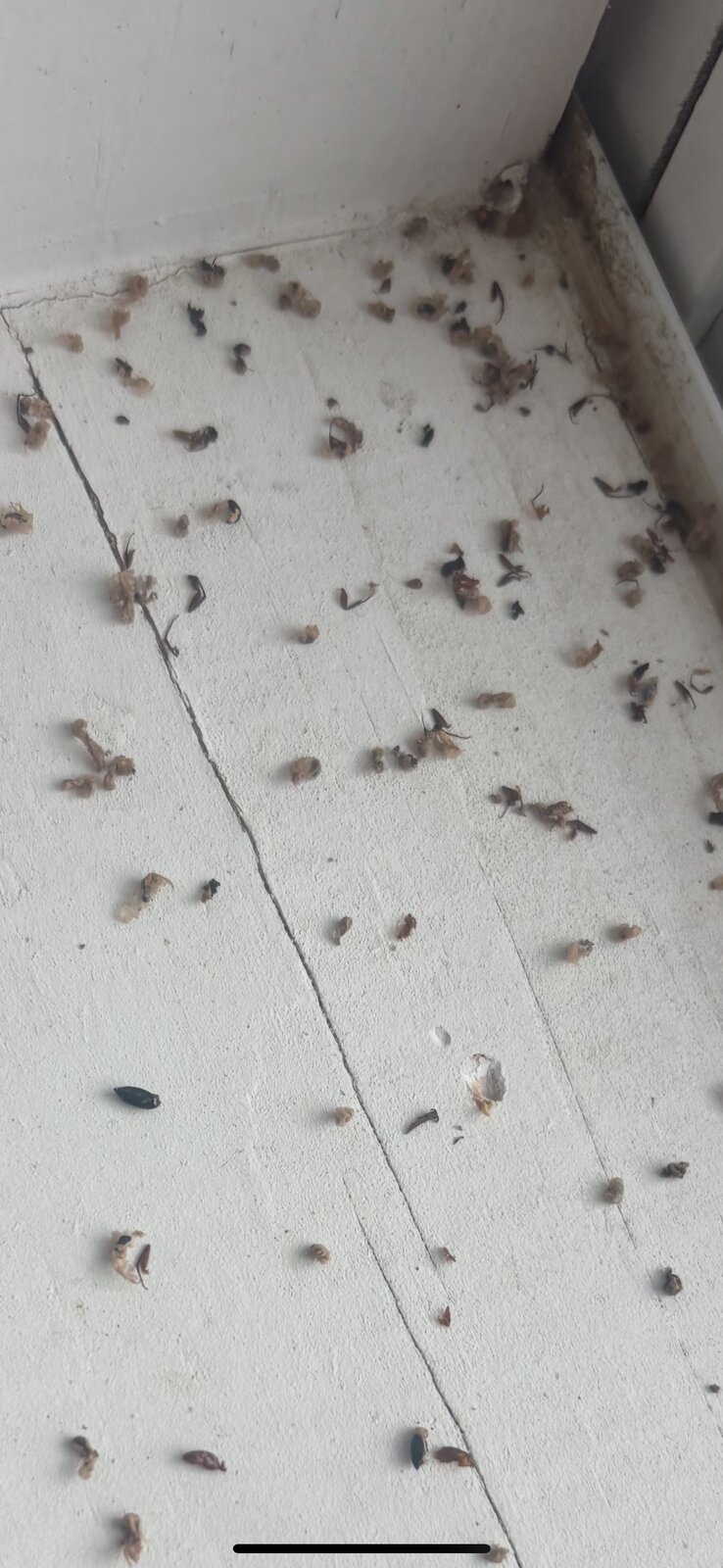 Ant Trail on Tile Floor