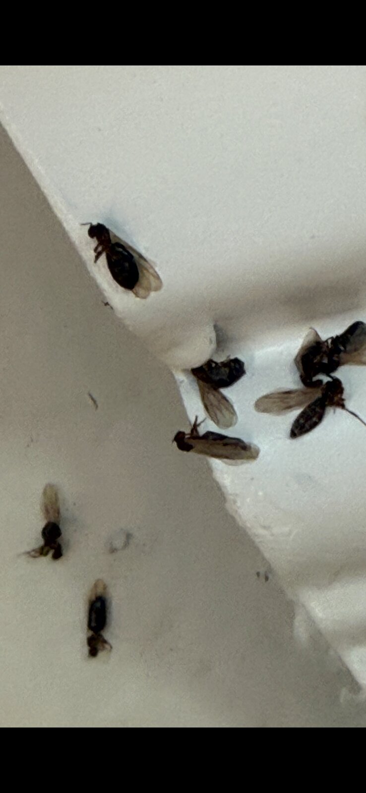 Ants Along Ceiling Corner