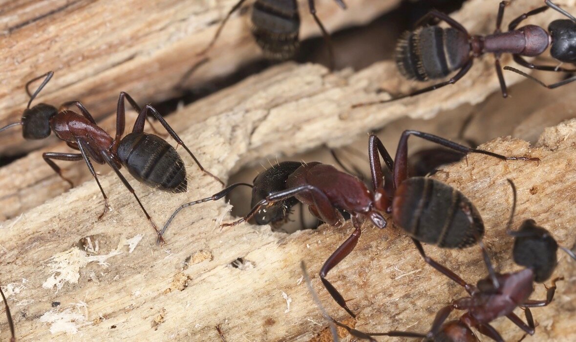 Carpenter Ants on Wood