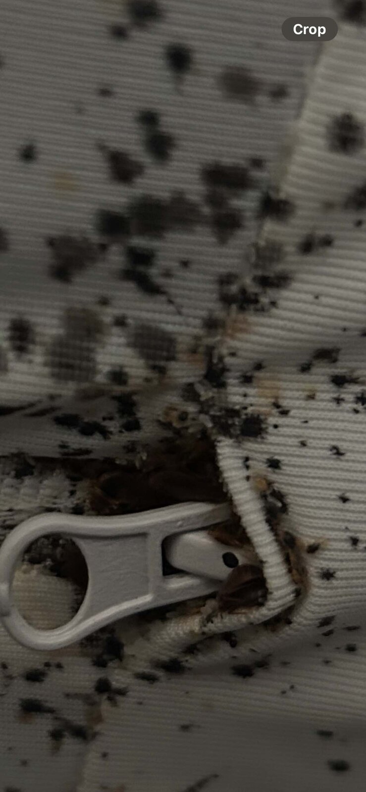 Bed Bugs on Mattress Zipper