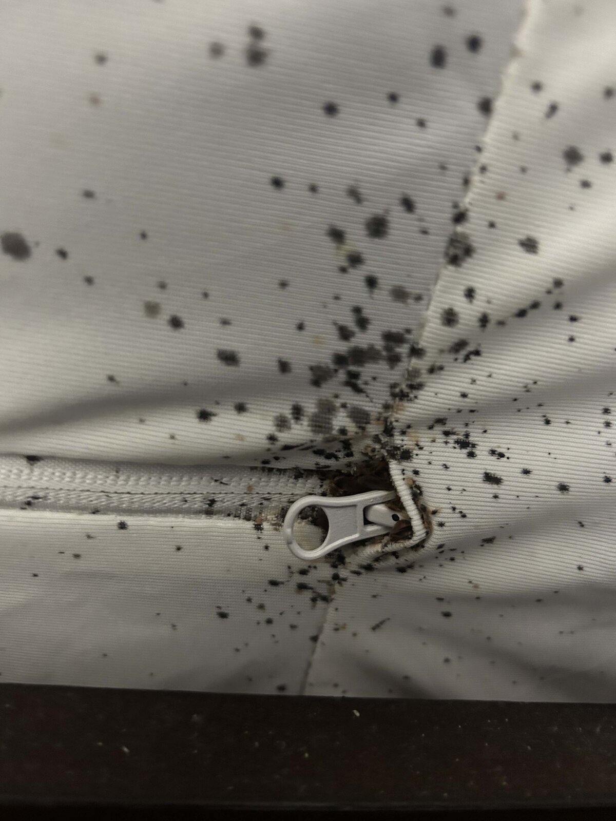 Bed Bug Activity — Mattress Seam