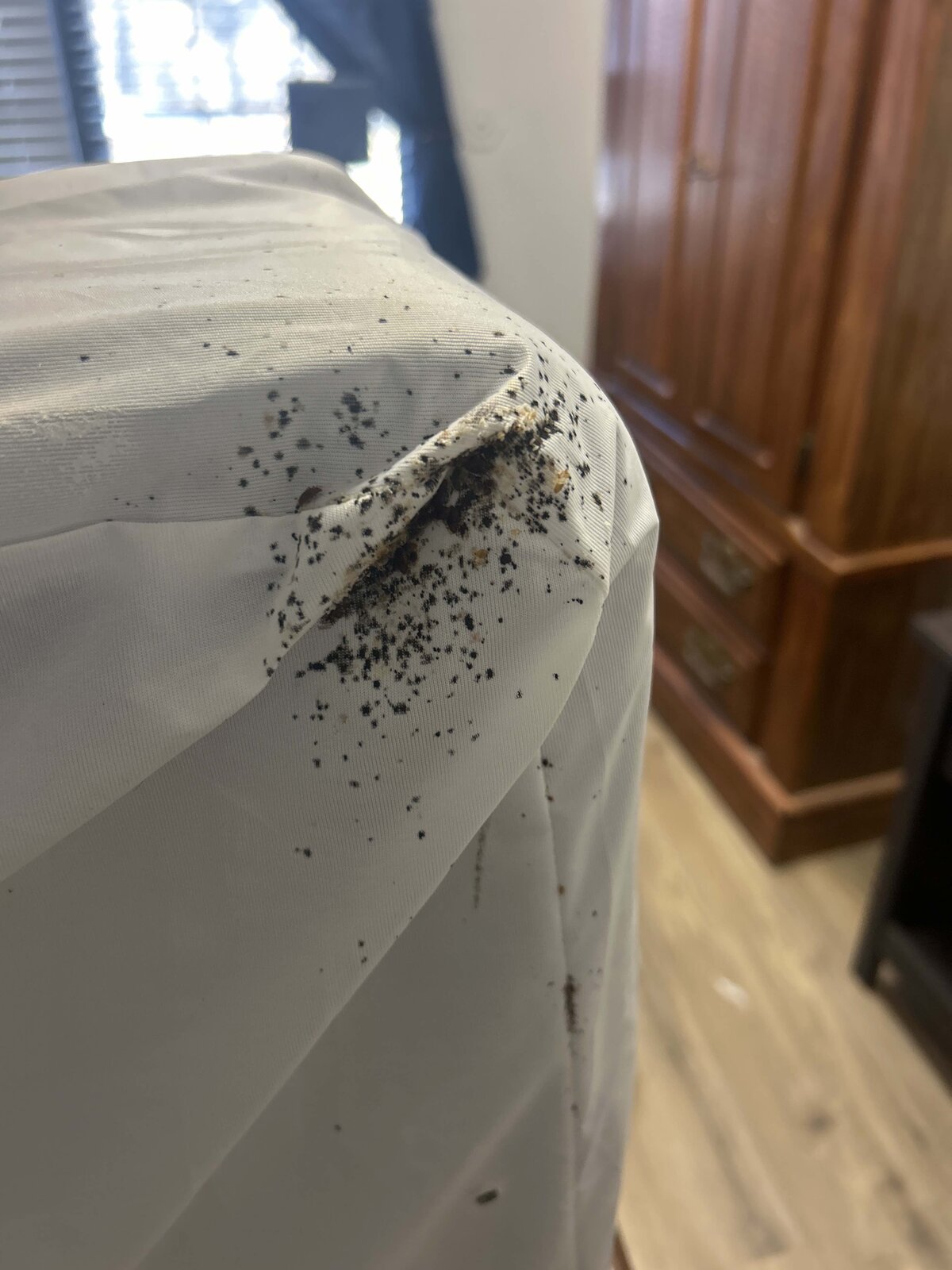 Bed Bug Staining — Mattress Corner