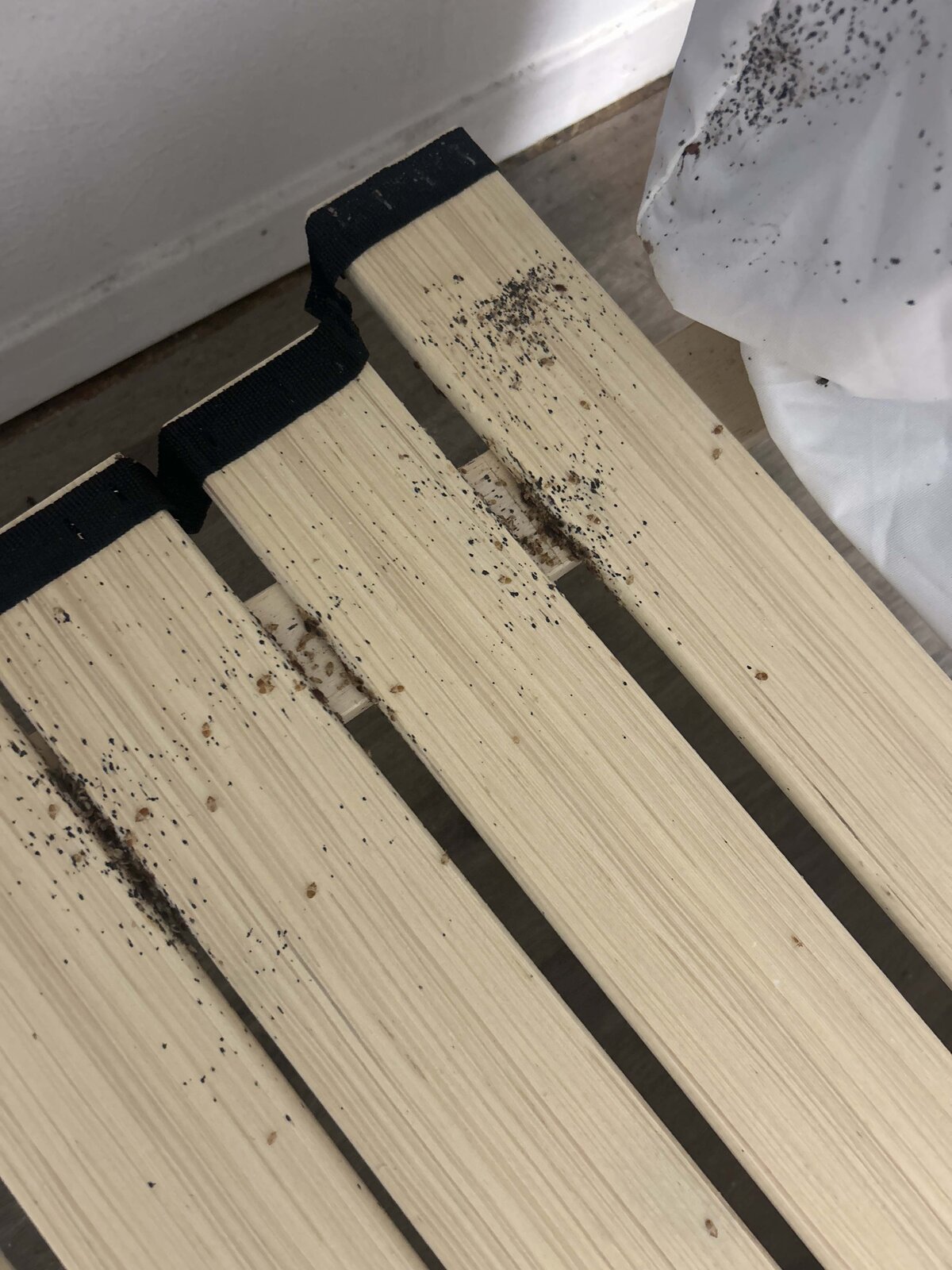 Bed Bug Activity — Bed Frame Slats