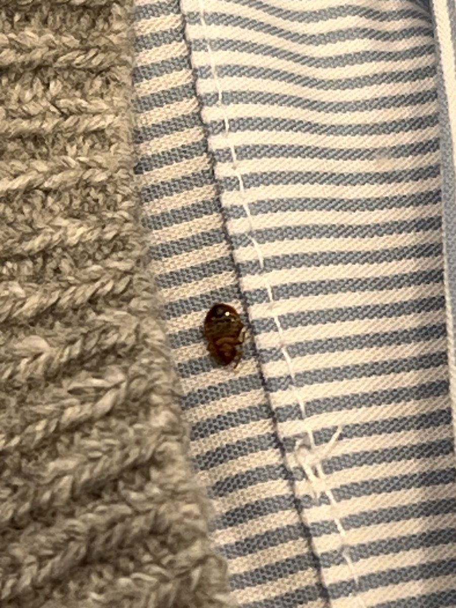 Bed Bug Infestation