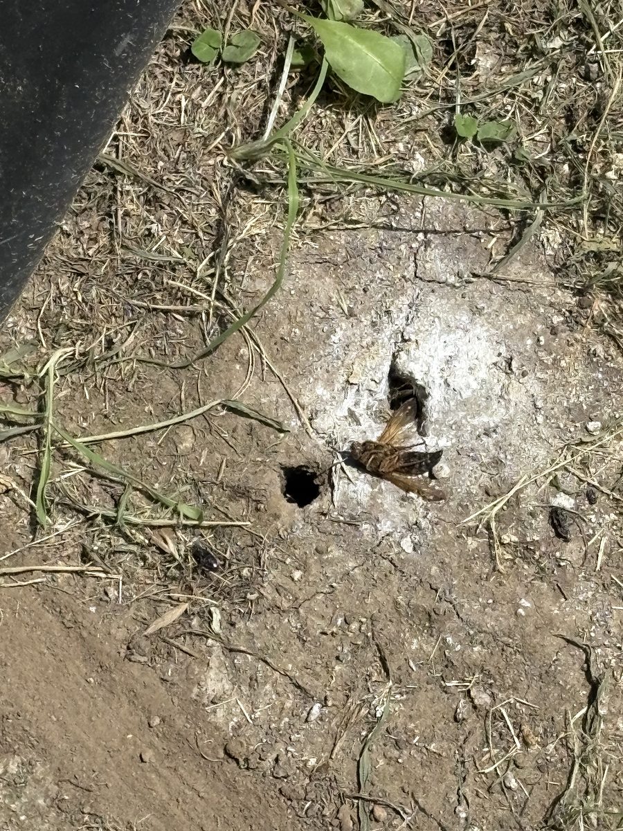Cicada