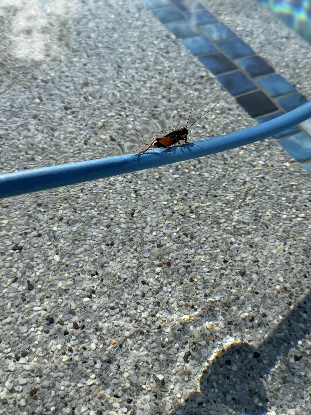 Cricket Near Pool Edge