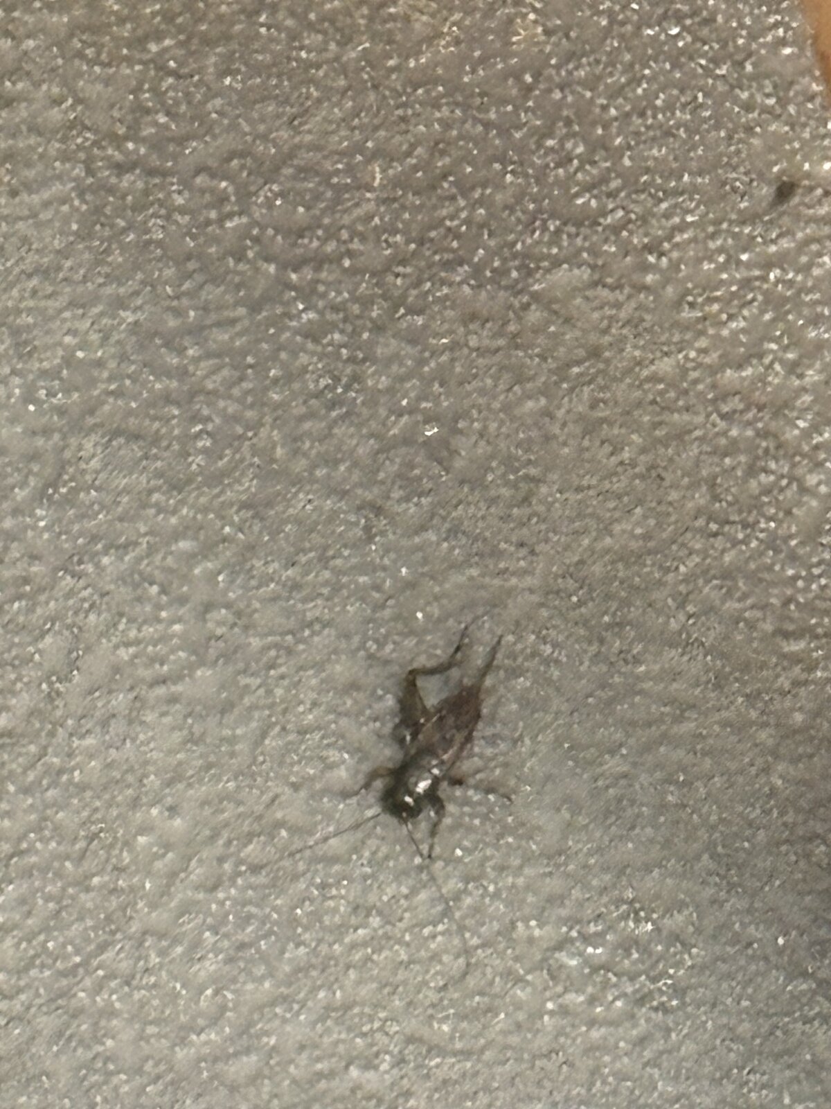 Cricket Close-Up