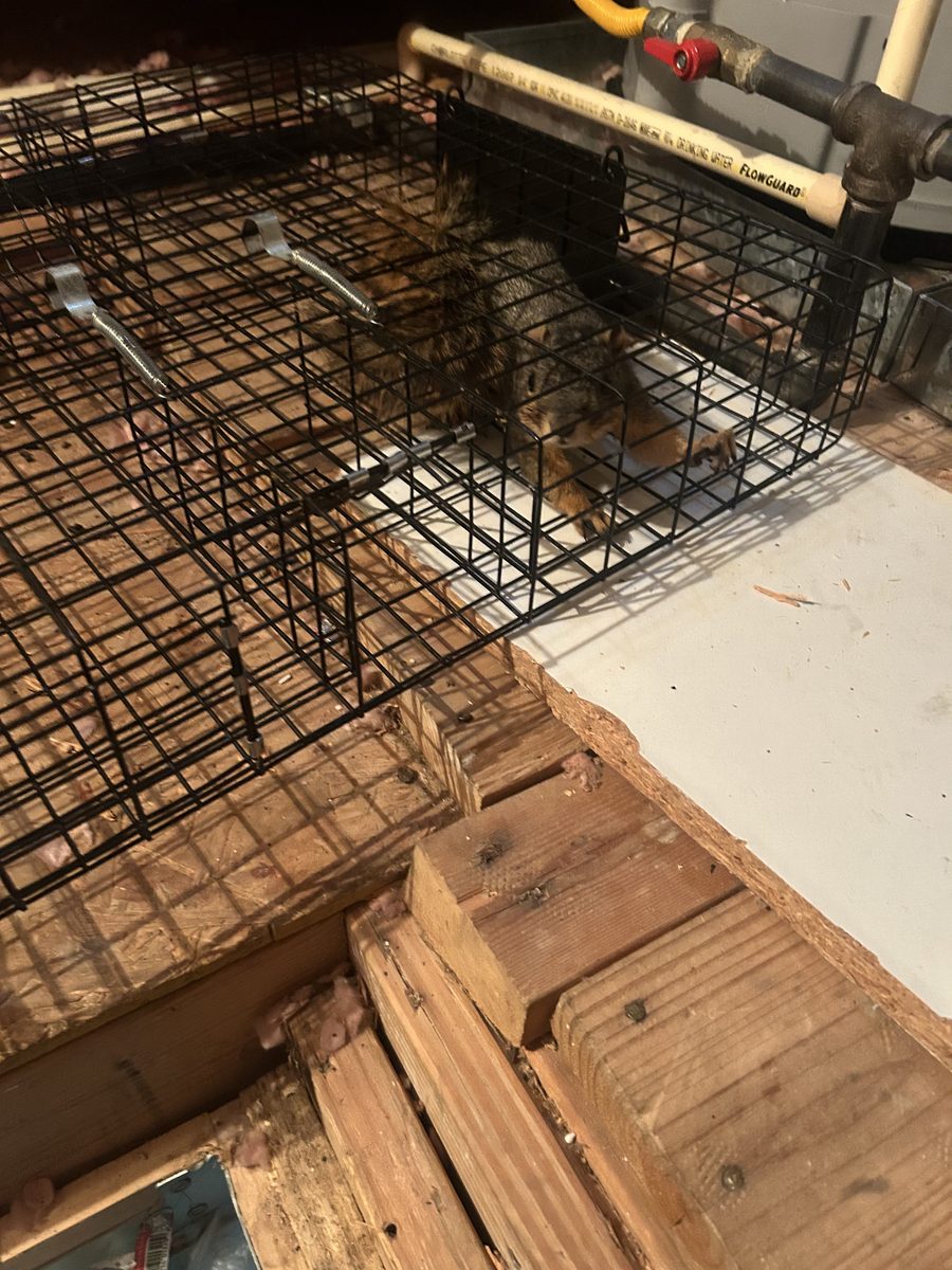 Squirrel — Live Trap