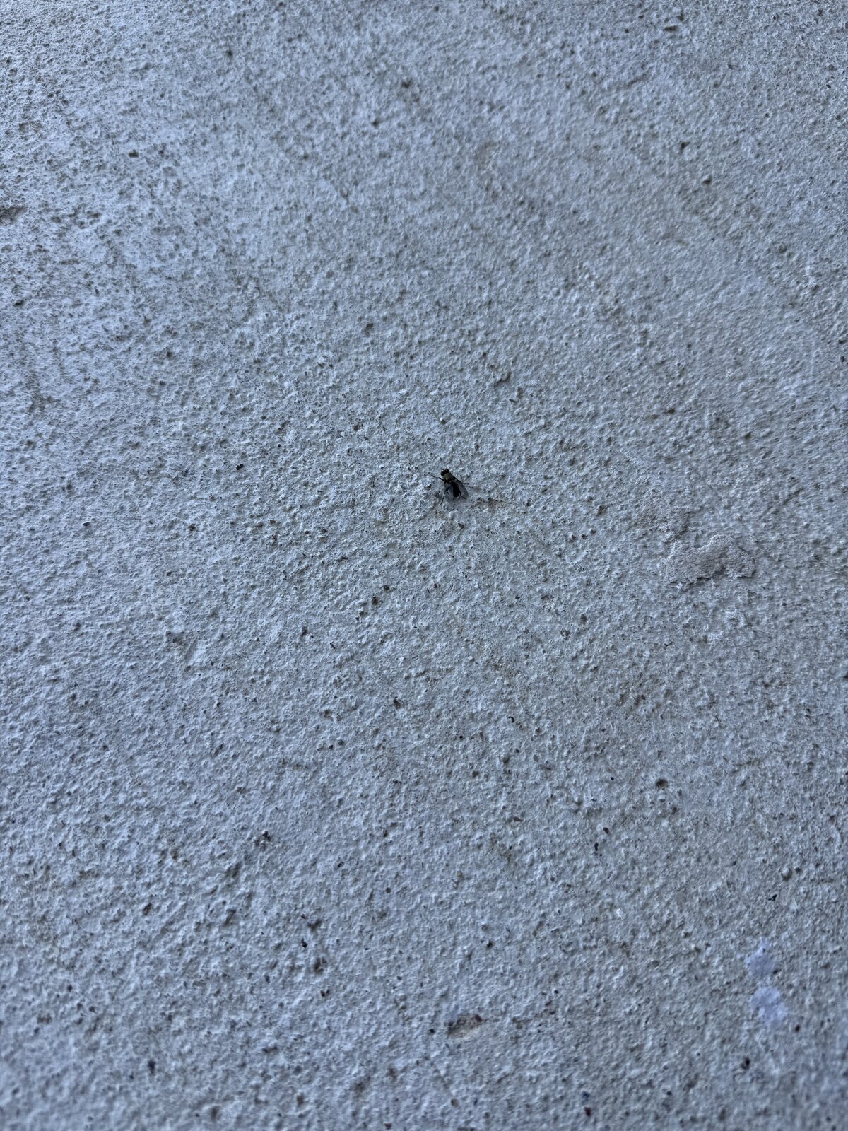Mosquito on Concrete