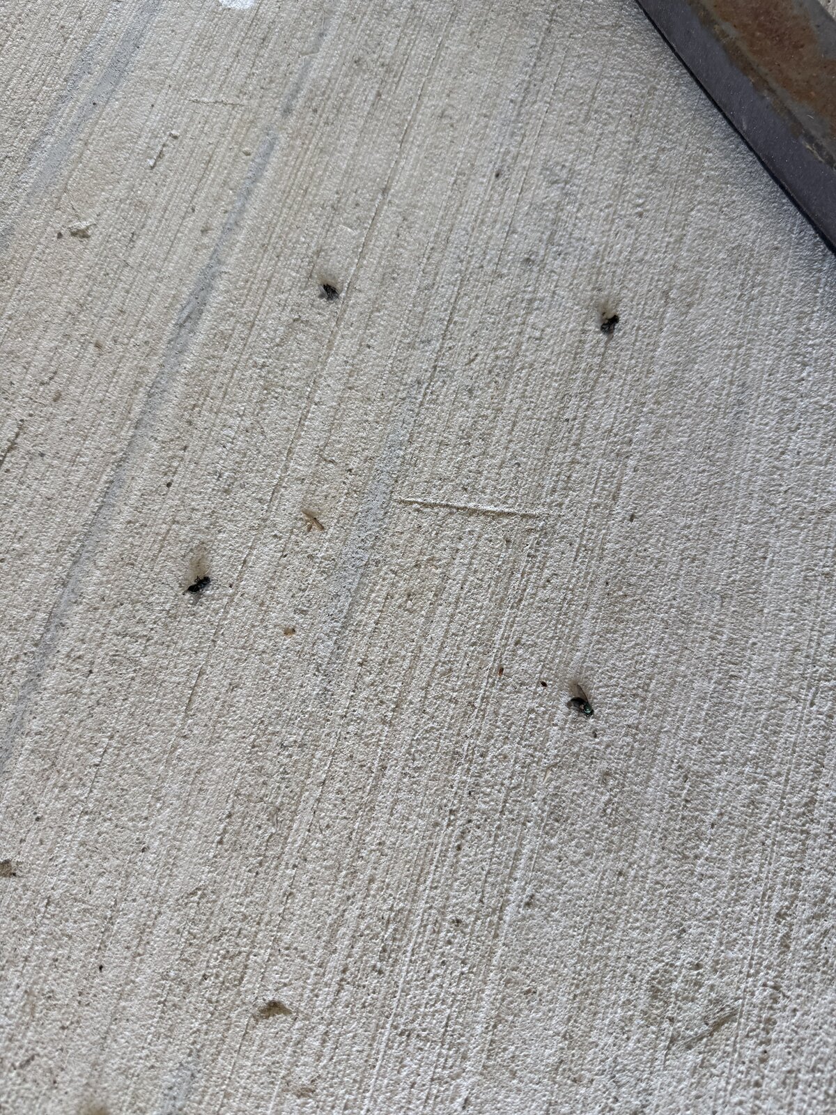 Mosquitoes Resting on Driveway