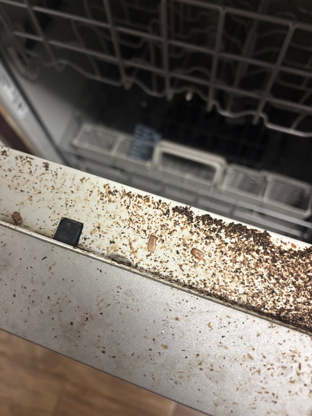 German Roach Infestation — Cabinet
