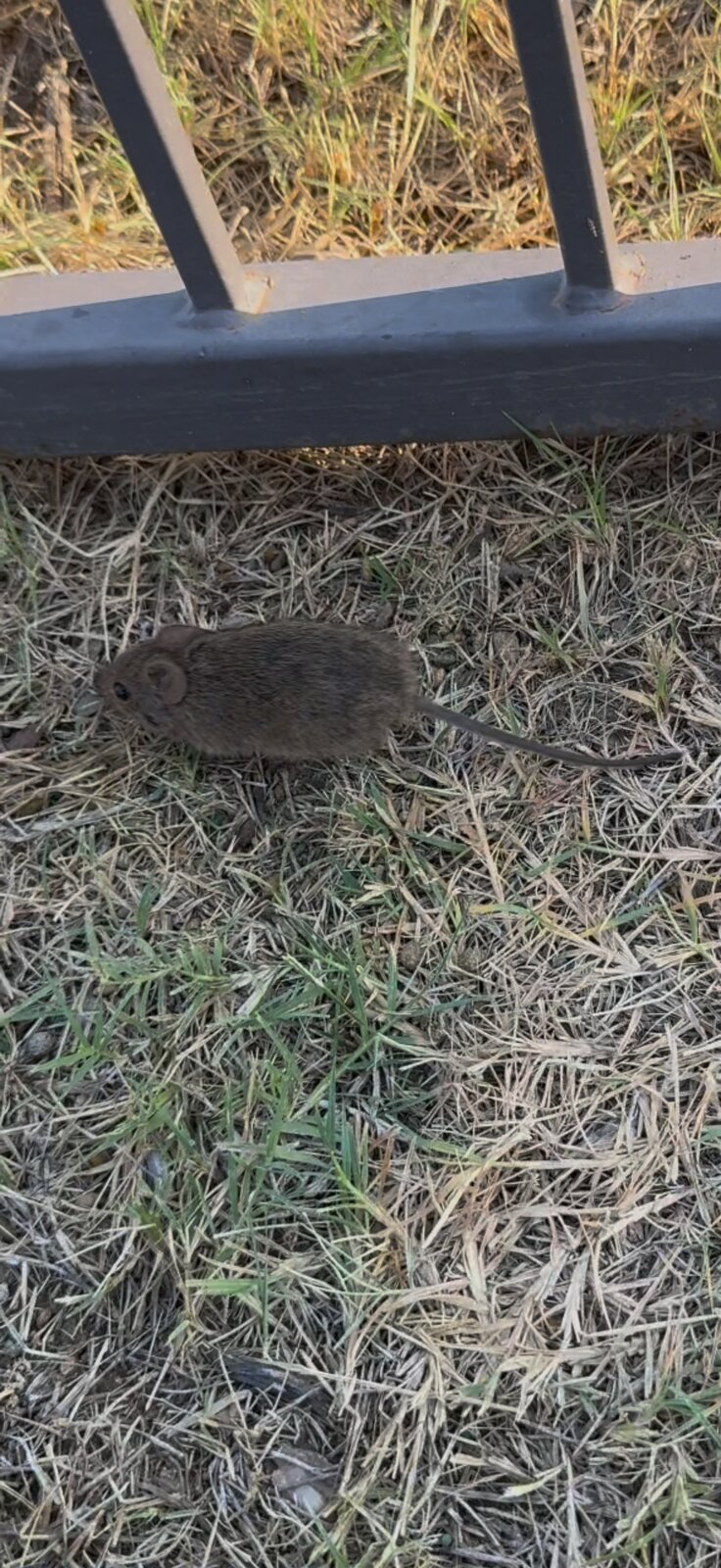 Rodent Found Outdoors