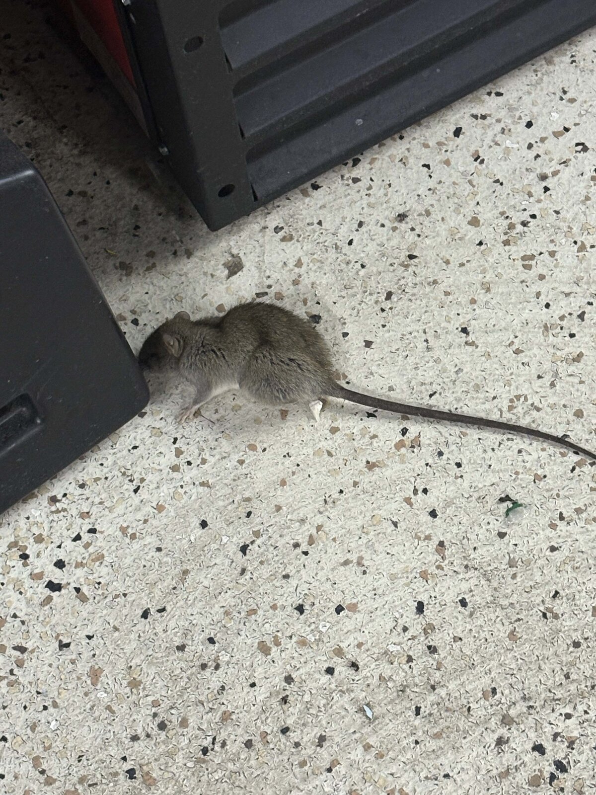 Rat Behind Cabinet Toe-Kick