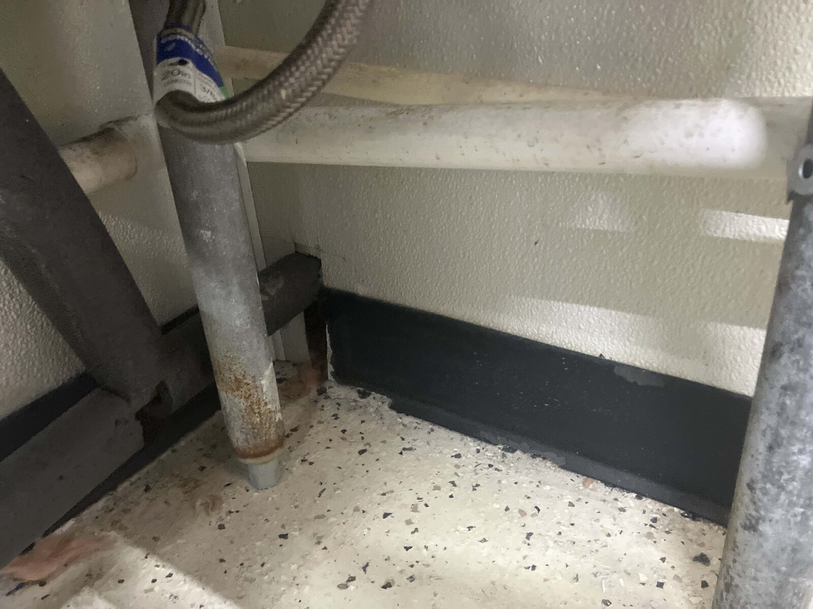 Rat Along Utility Pipe