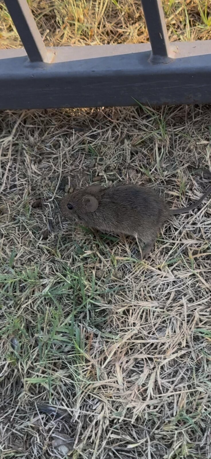 Rodent Found in Yard