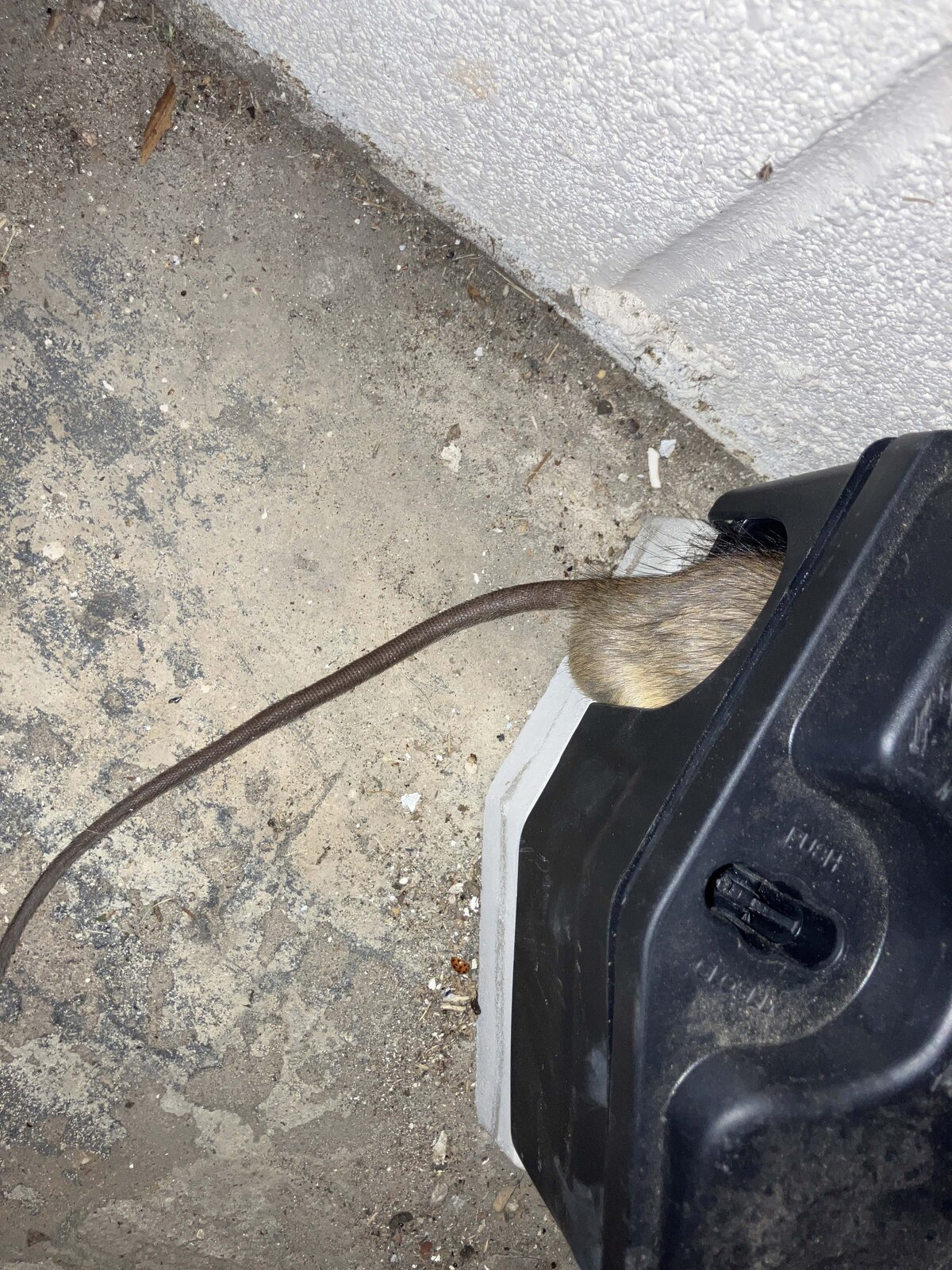 Rat Along Drain Pipe