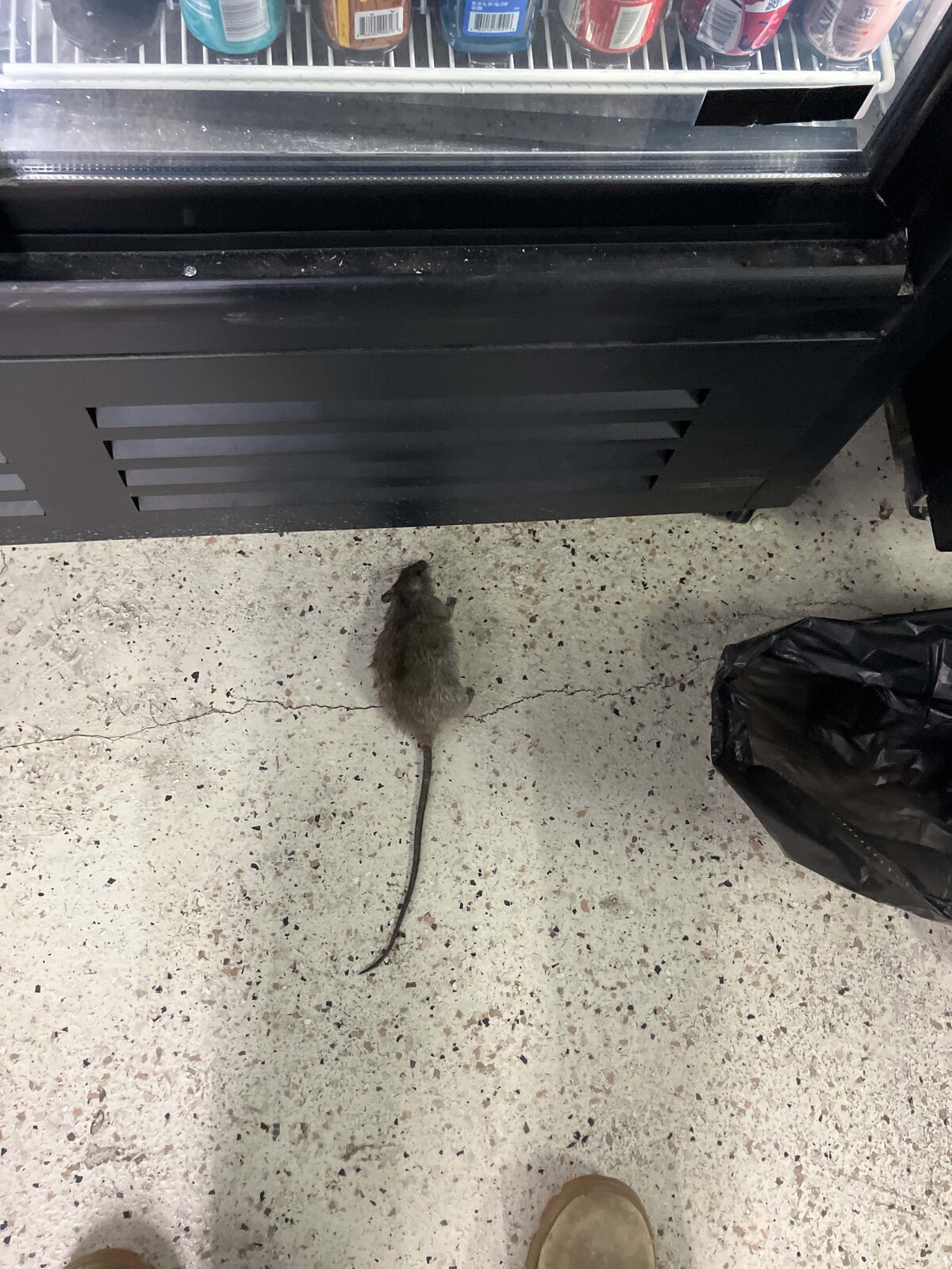 Rat Near Baseboard Vent