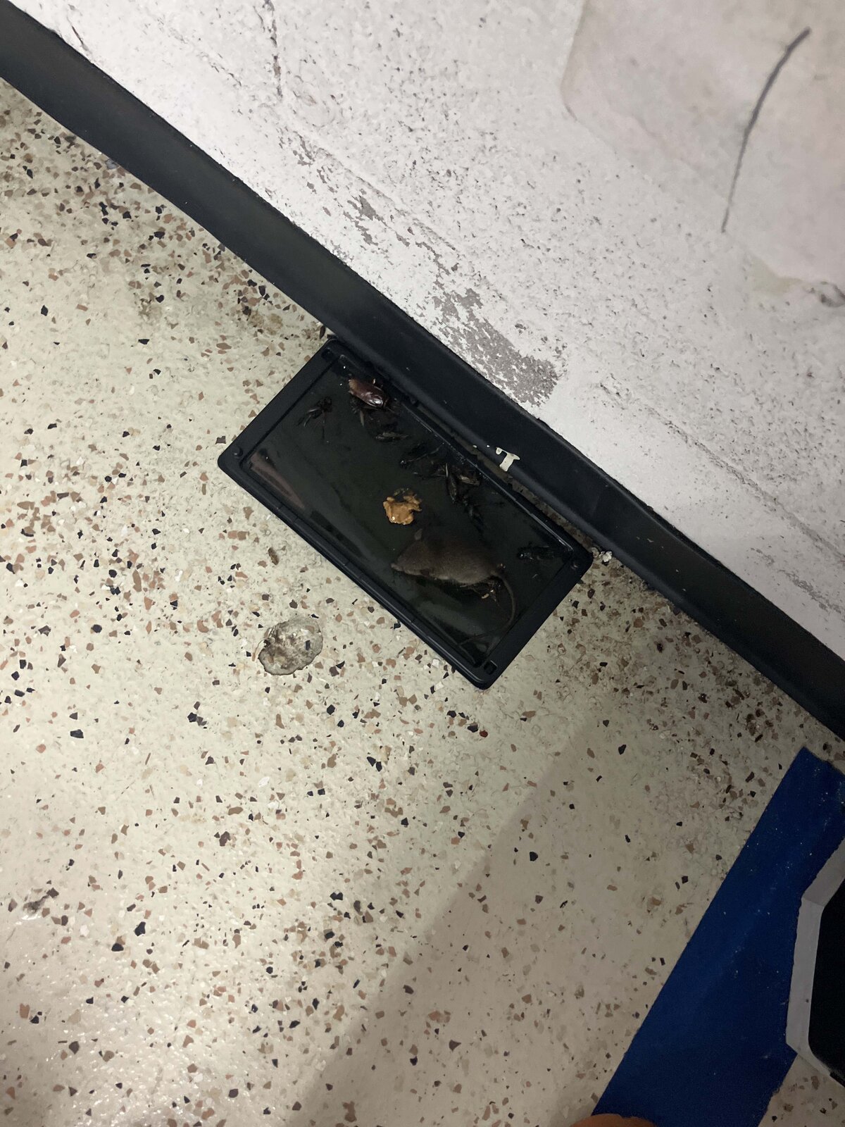 Rodent Caught in Trap