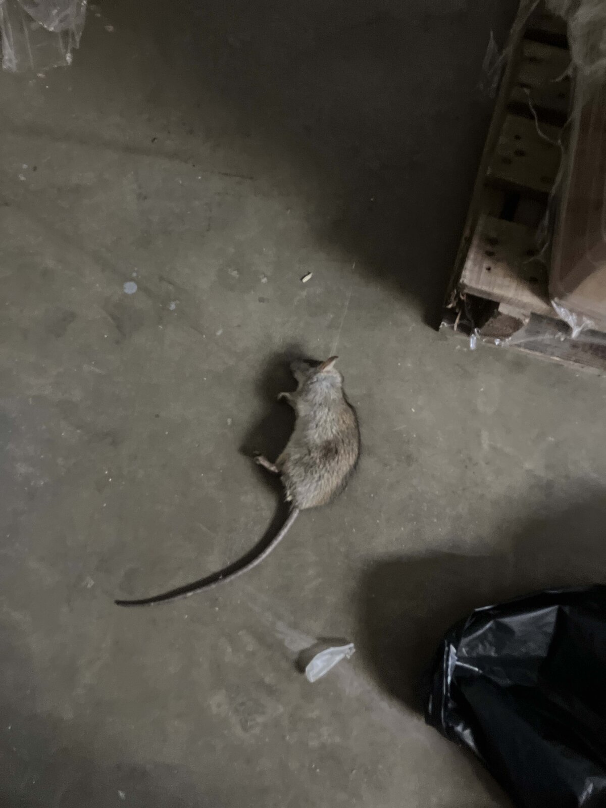 Rat on Warehouse Floor