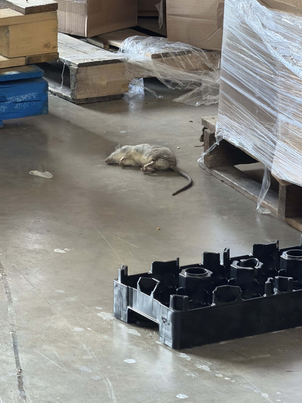 Multiple Rats — Commercial Facility