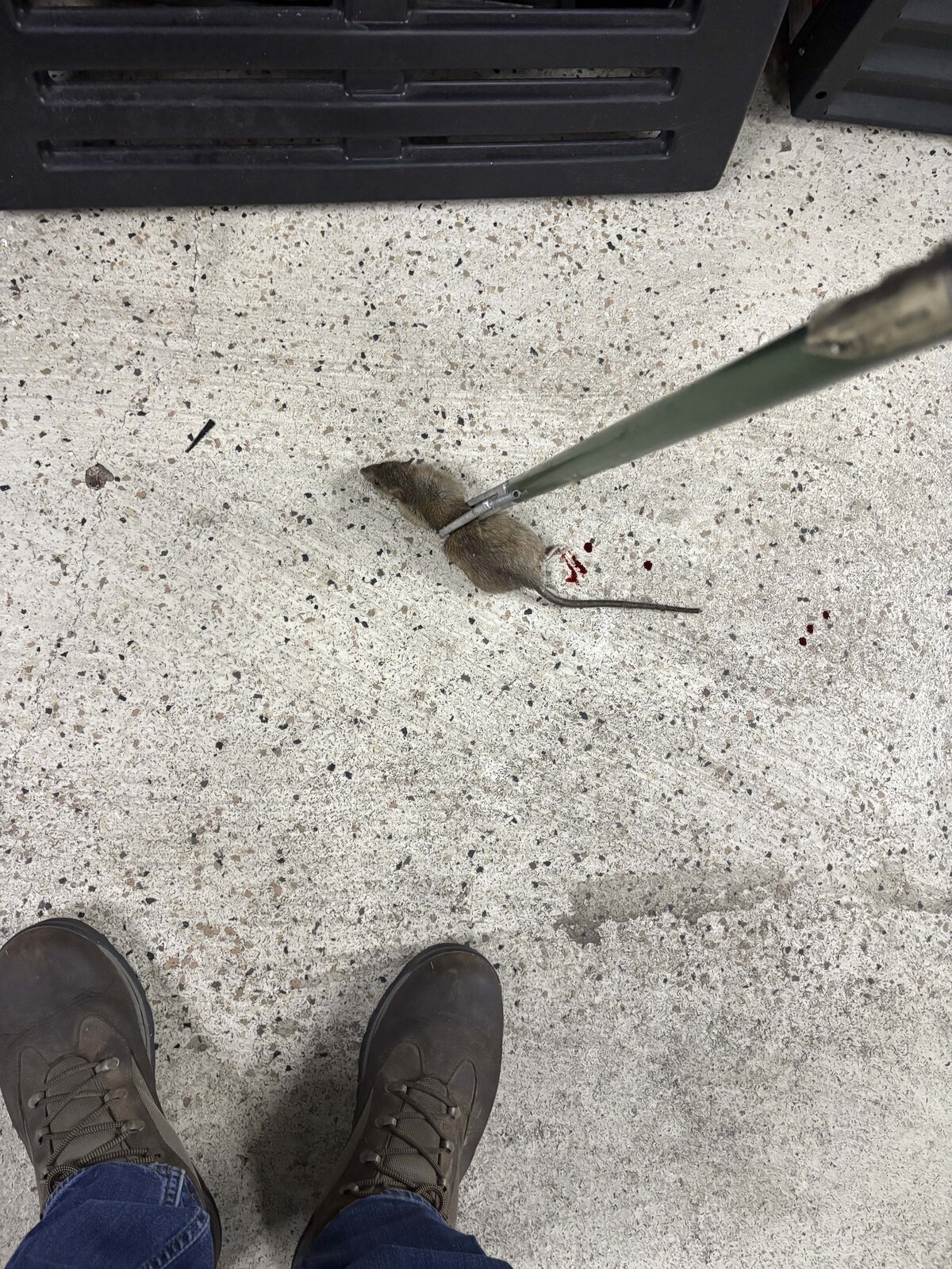 Rat Near Building Exterior