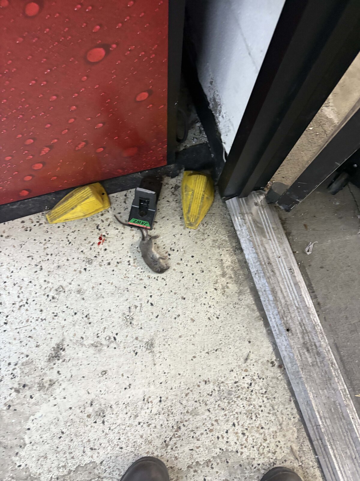 Rodent Trap Placement