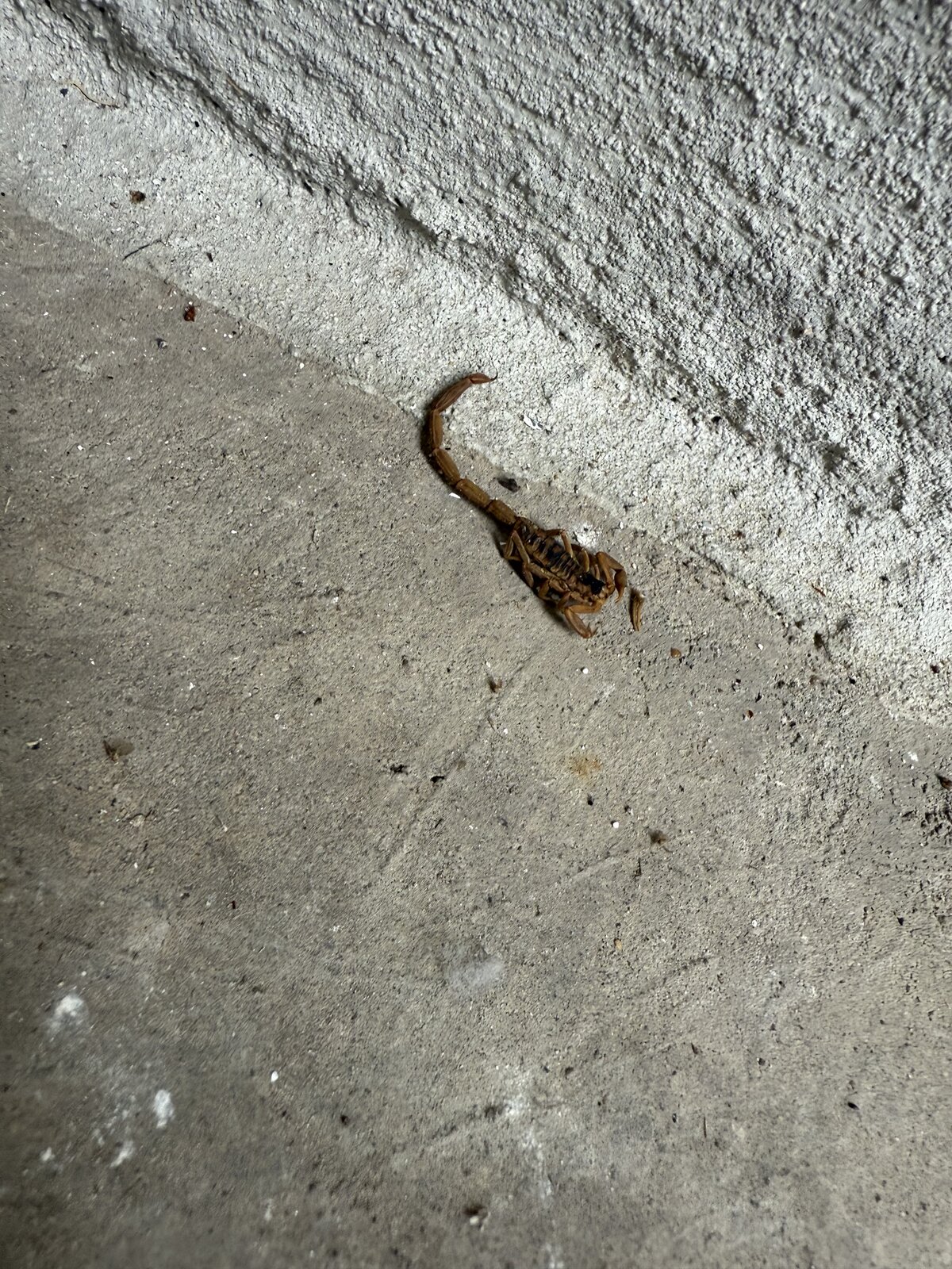 Scorpion Found on Patio