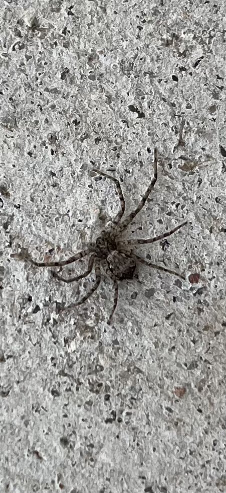 Spider on Exterior Wall