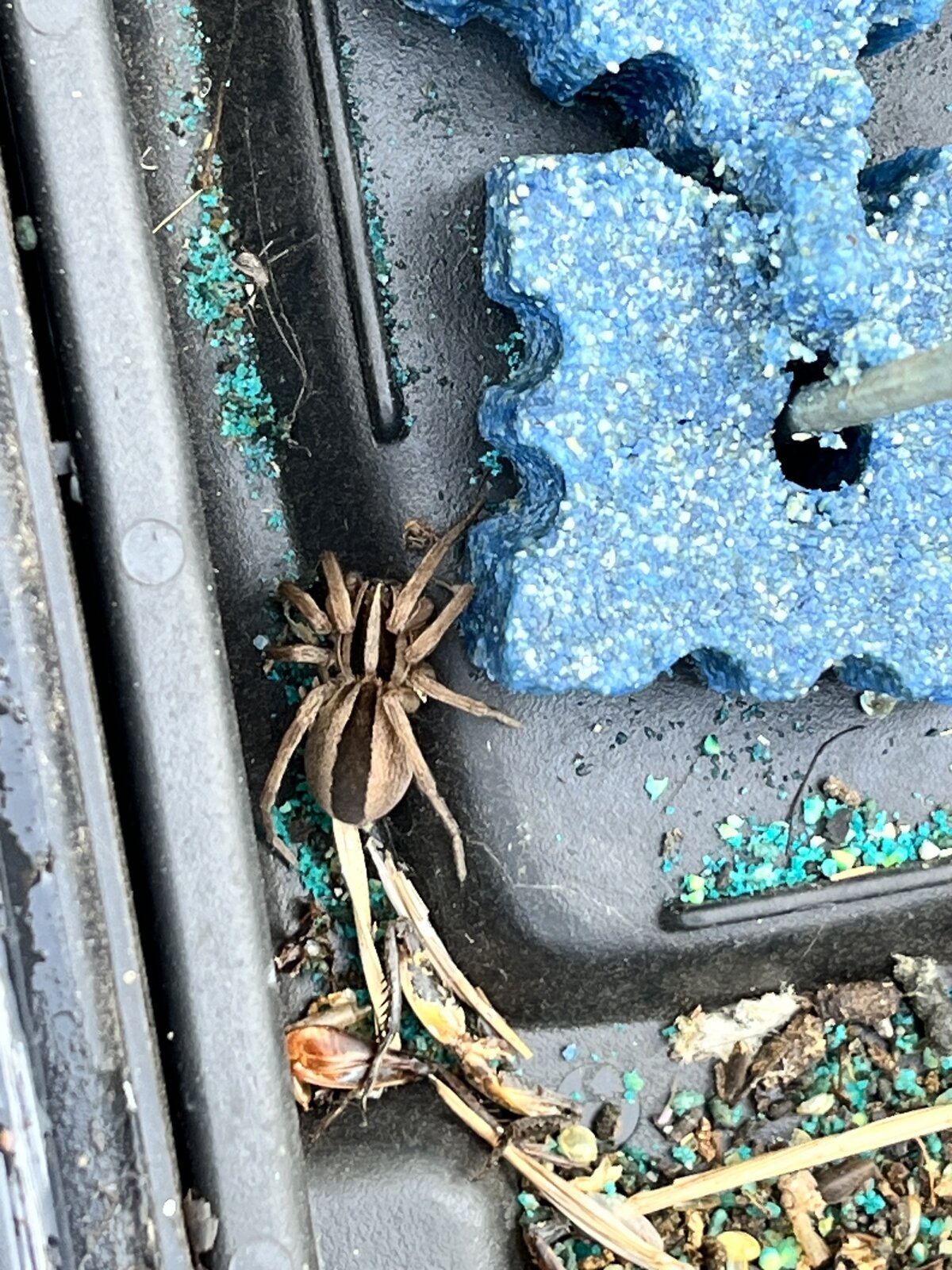 Spider on Pool Equipment