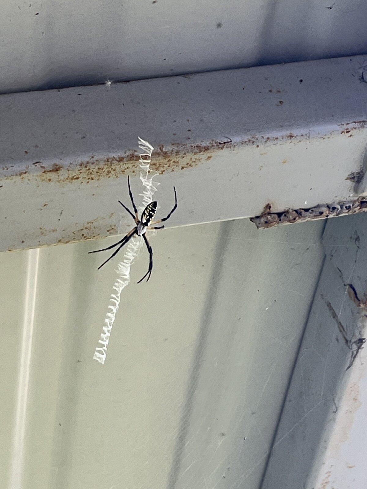 Spider in Gutter Web