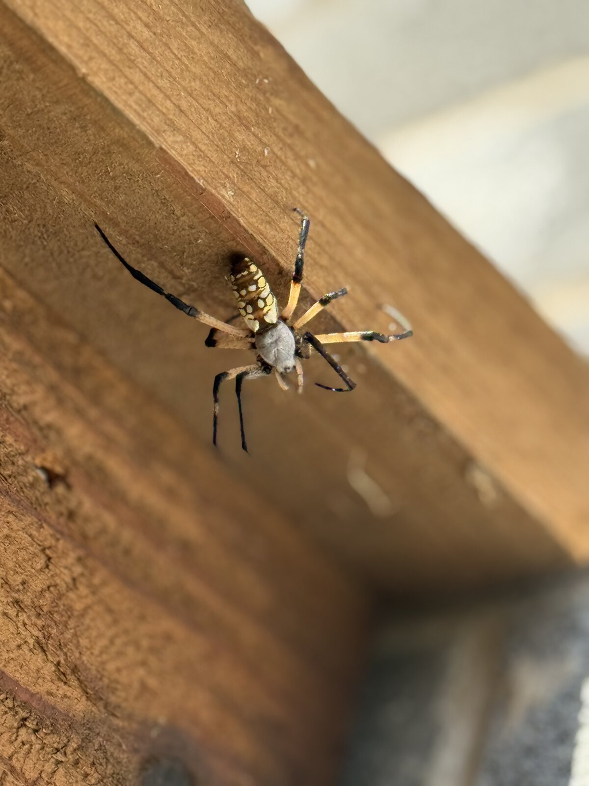 Garden Spider on Wood Beam