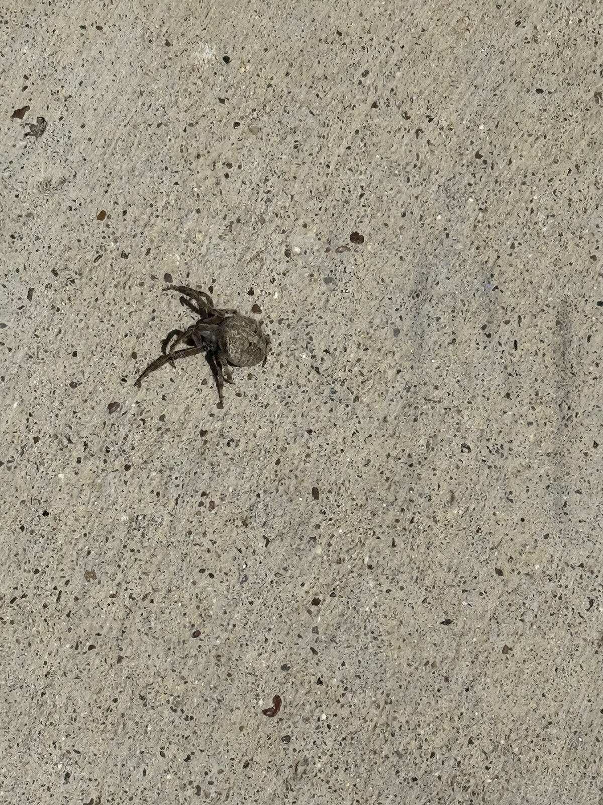 Spider on Concrete