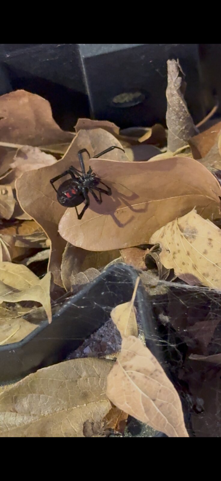 Spider in Fall Leaves