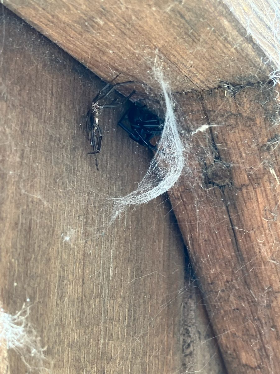 Spider — Harborage Area
