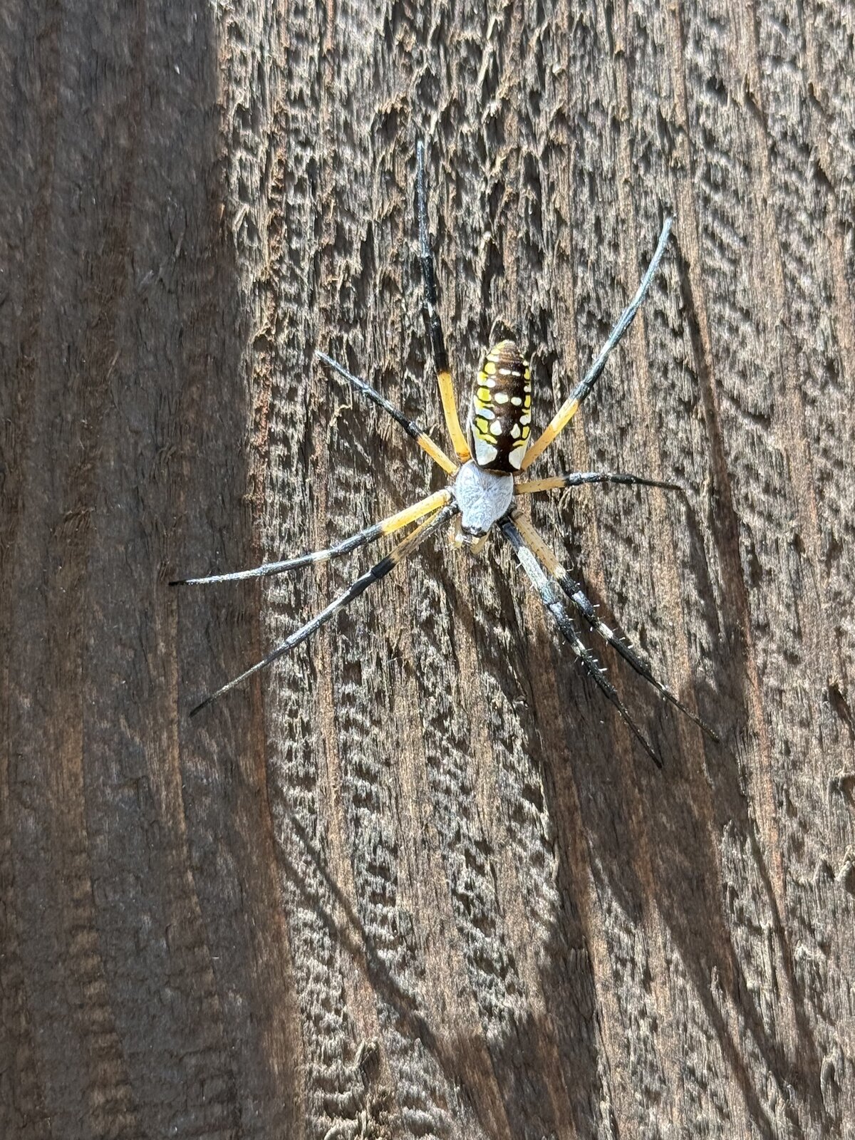 Garden Spider on Wood Fence
