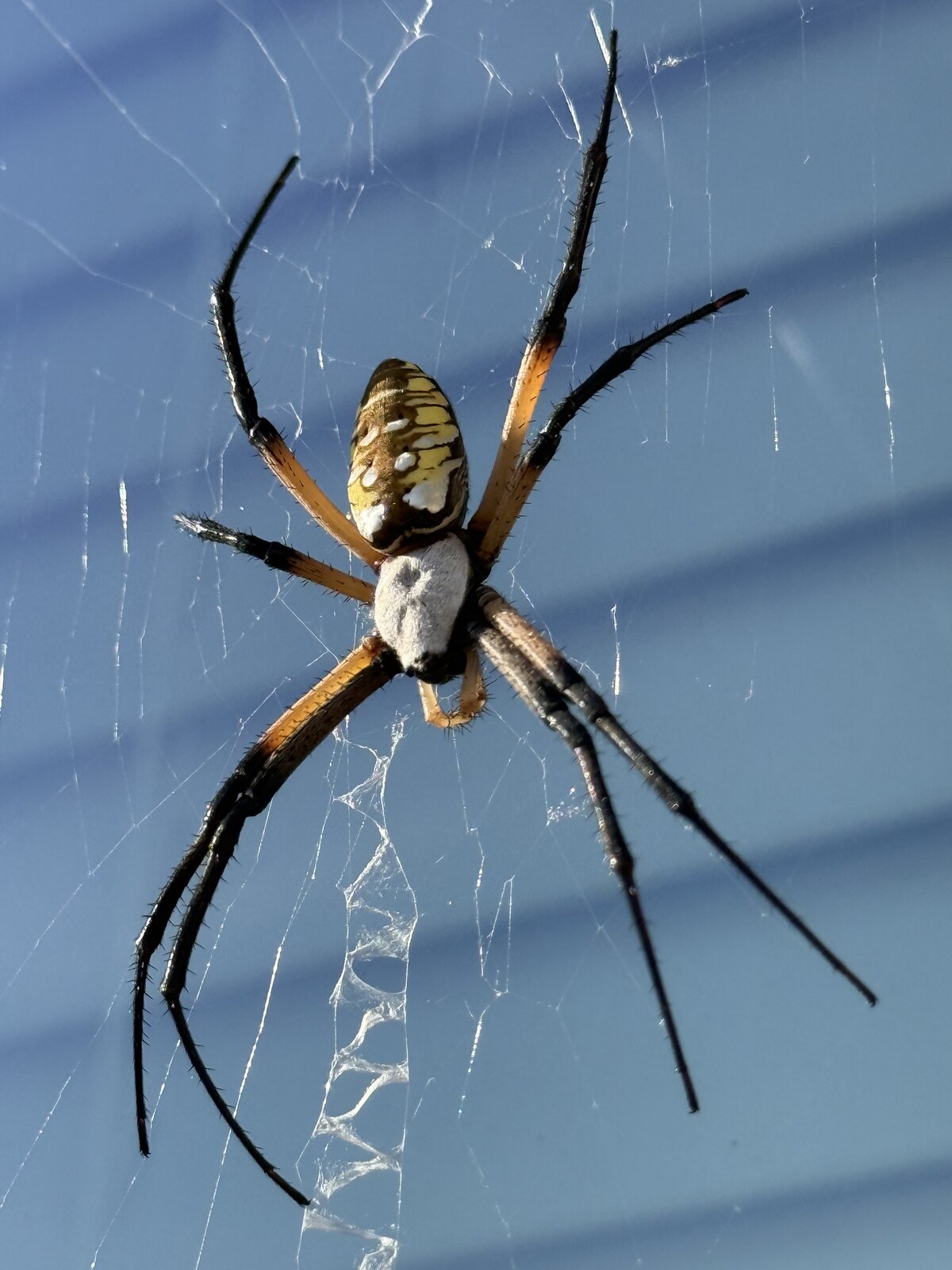 Spider in Web on Siding