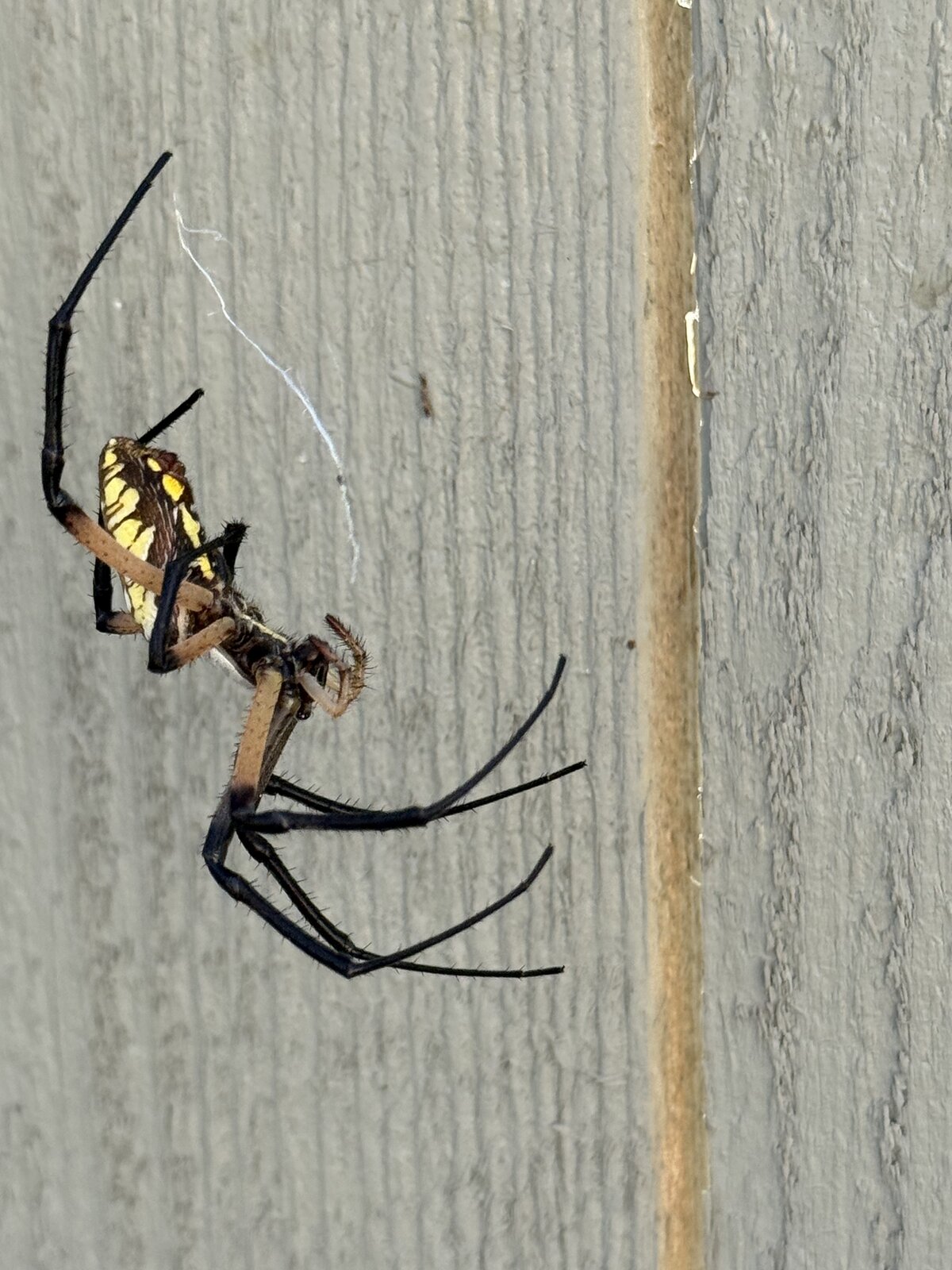 Spider Activity on Wood Trim