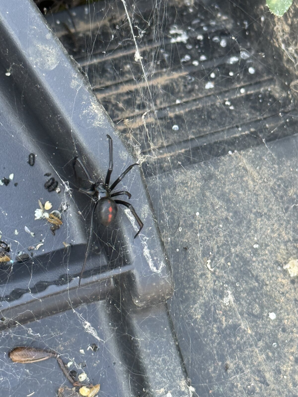 Spider in Gutter Corner