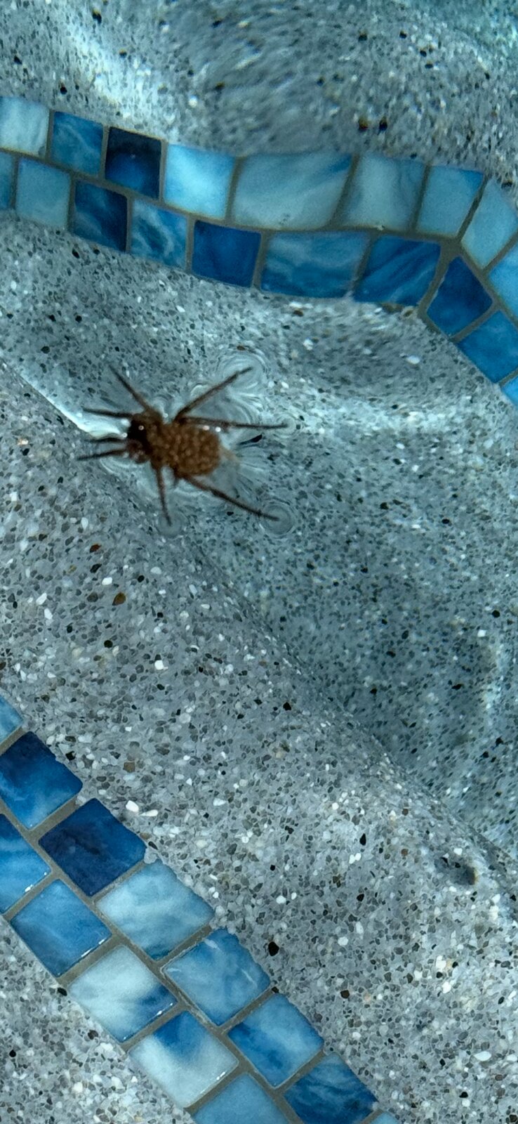 Spider Near Pool