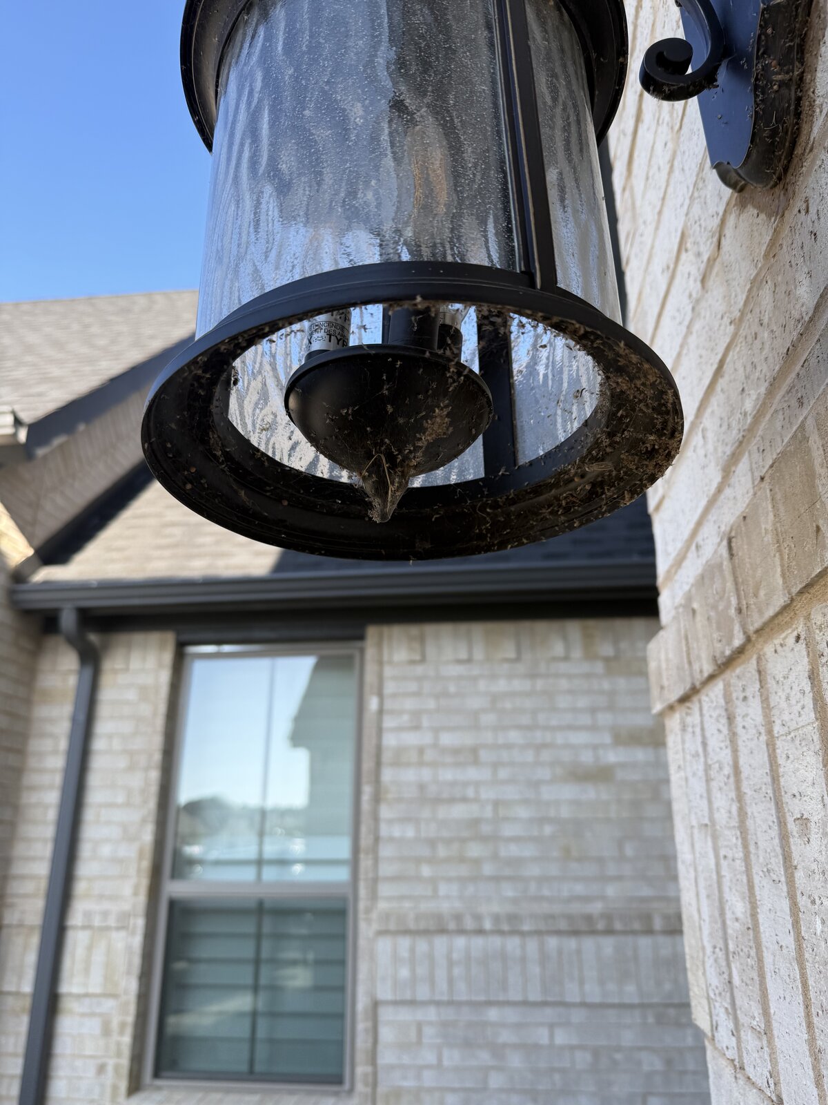 Spider Near Entry Light