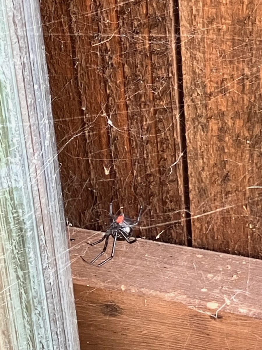 Black Widow Spider