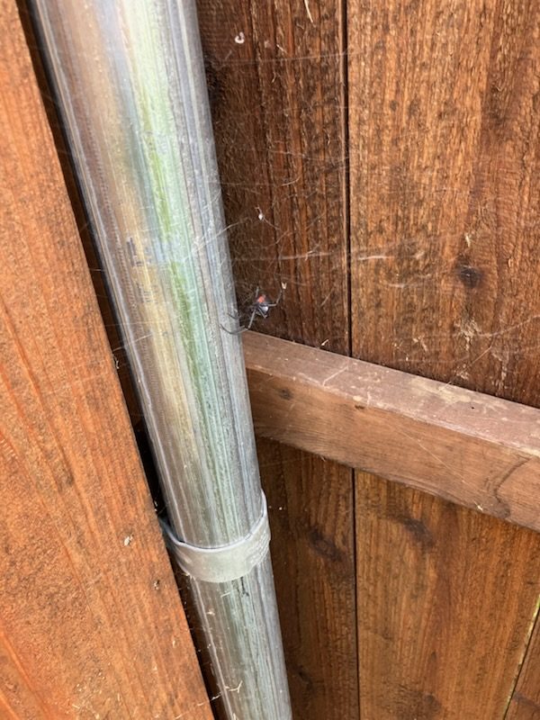 Black Widow — Web