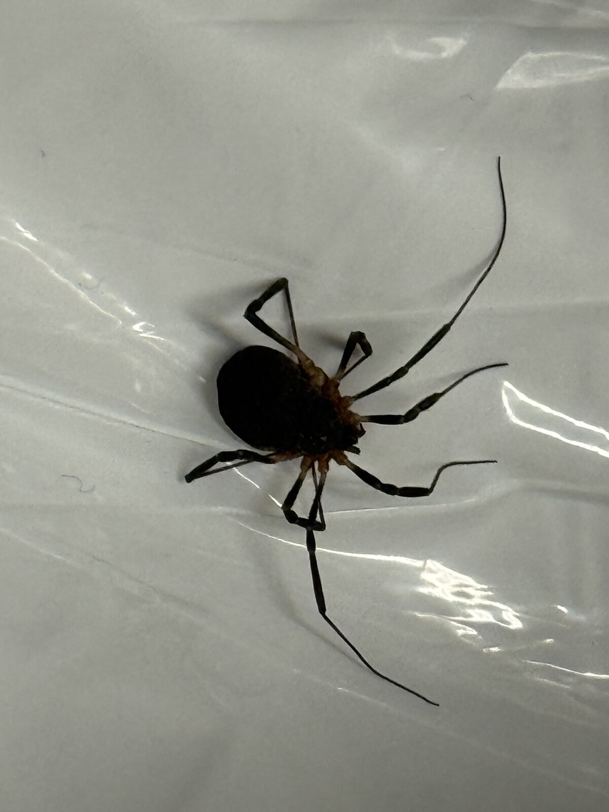 Black Widow — Close-Up