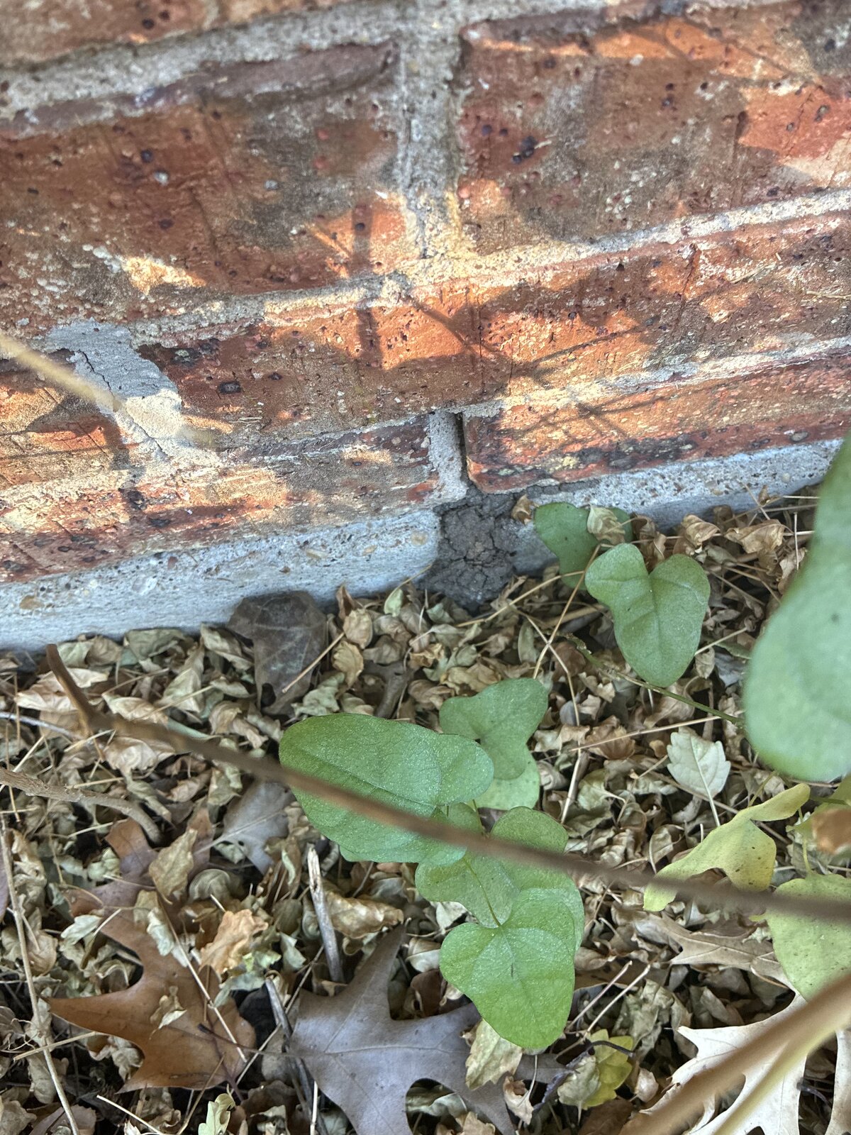Mud Tube on Foundation