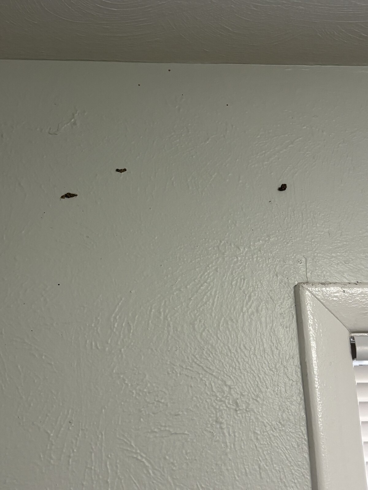 Termite Swarmers on Interior Wall