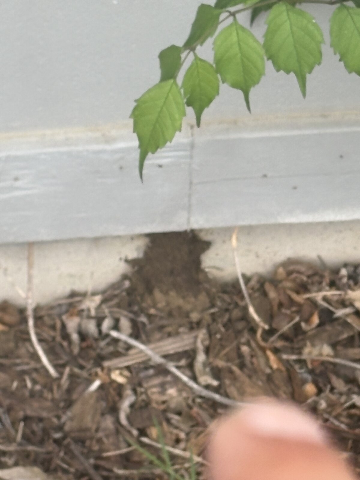 Mud Tube Along Foundation