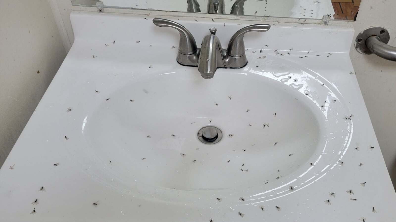 Swarmers Found in Bathroom