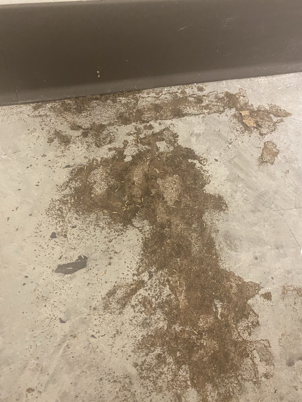 Close-Up Baseboard Damage